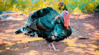 Thankful 4 Crypto!