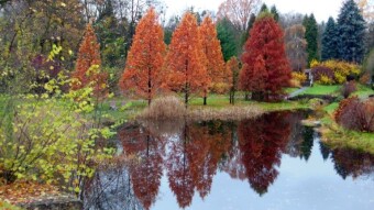 In search of colors - autumn in my park