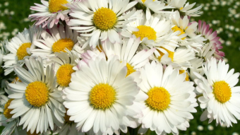 DAISY