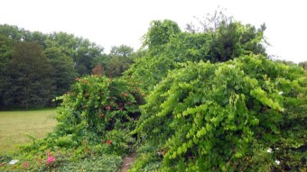 A warm but cloudy and humid day - My Actifit Report Card: August 2 2024