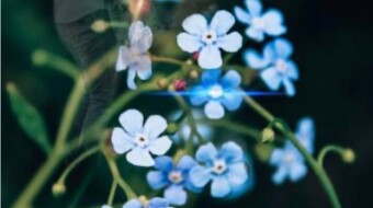 Forget-Me-Not: A FlowerPower Story of a New Beginning