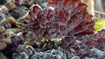 Auricularia mesenterica - a rare mushroom
