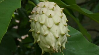 Magnolia Tripetala (Umbrella Magnolia) - a tree with beautiful fruits