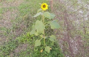 The Lone Sunflower