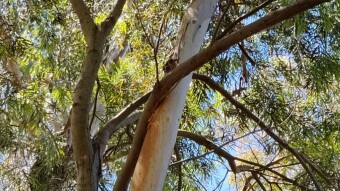 Squeaky Trees