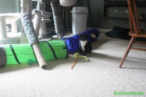 Walter waiting by his worm toy