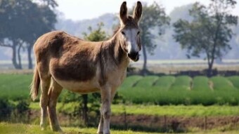 Buscas el burro y estás montado en él / You are looking the donkey and you are riding on it