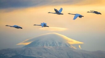 Birds in the sky
