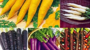 Multi colored organic carrots, color your organic garden