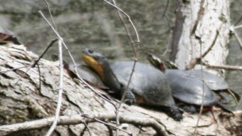 Weekday Nature Walk: Resting Reptiles (Endangered Species Highlight)