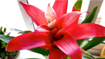 The life of a Bromeliad
