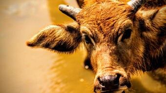 Water Buffalo
