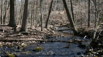 Weekend Nature Walk: Spring wildlife and fungi