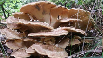 Mushrooms occurring in Europe - Meripilus giganteus