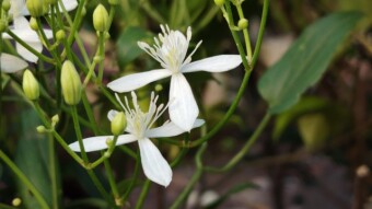 Flower Photography