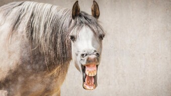 From the Dead Horse's Mouth