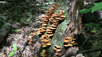 An off-the-beaten-track walk with unusual mushroom surprises