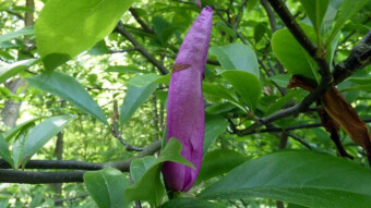 Shrub that blooms twice a year - Nigra or purple magnolia