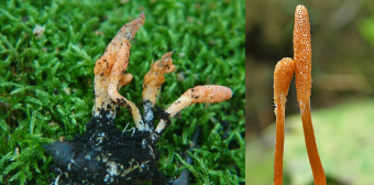 Mushrooms occurring in Europe - Cordyceps militaris