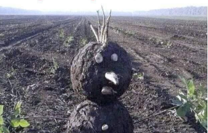 Merry Christmas !!!!!