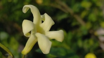 Papaya Flower Photography.