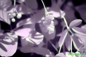 Full Spectrum Style Transfer Art - Akebia flowers and leaves