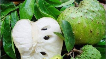 WHY ORGANIC SOURSOP IS A PERFECT FRUIT WITH BENEFICIAL HEALTH VALUES