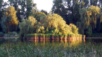 Again, a day reminiscent of autumn, so walks after all - My Actifit Report Card: August 3 2023