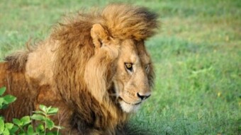 Finally becoming a lion