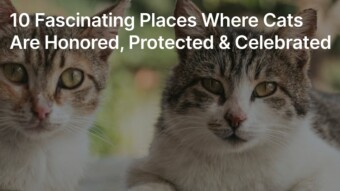 10 Fascinating Places Where Cats Are Honored, Protected & Celebrated