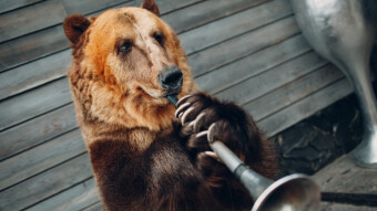 The best knowledge rides a crypto-bear