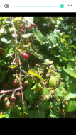 Blackberry season on Murchison Farm.