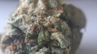 Oasis Grow Log