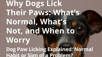 Why Dogs Lick Their Paws: What’s Normal, What’s Not, and When to Worry