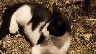PLEASE: THINK ONCE MORE IN PET SHOP!