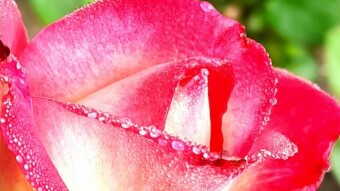 WATER DROPS Photography.