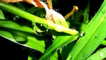 WATER DROPS Photography.