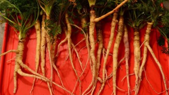 What were the ancient carrots, potatoes and corn?