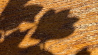 Shadow on the Wood