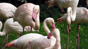 Last days on the catwalk - Flamingos in the Zoo
