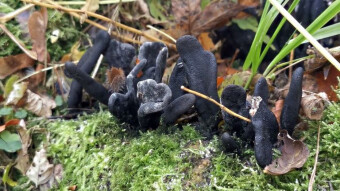 Mushrooms with unusual shapes - Dead man's fingers