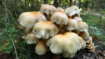 Healing properties of mushrooms - Hypholoma fasciculare