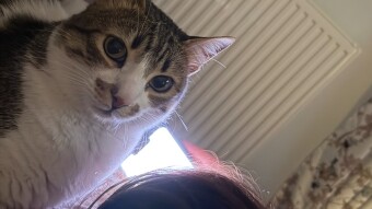 When you’re just trying to relax with your phone, but your feline supervisor has other plans… 🐱📱👀