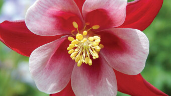 Una flor en domingo - A flower on sunday