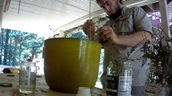 Starting sage from cuttings