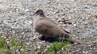 One foot in Jura - My Actifit Report Card: June 14 2024