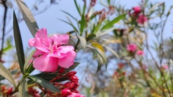 Flowers photography and videography.
