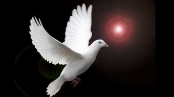Tragic Dove