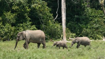 Gabon Becomes First African Nation to Receive Payment for Protecting Rainforest