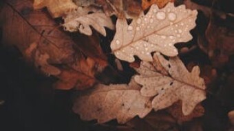 Autumn  At Doors